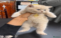 British Shorthair cats for sale: 1 Cream kitten  - Image 1
