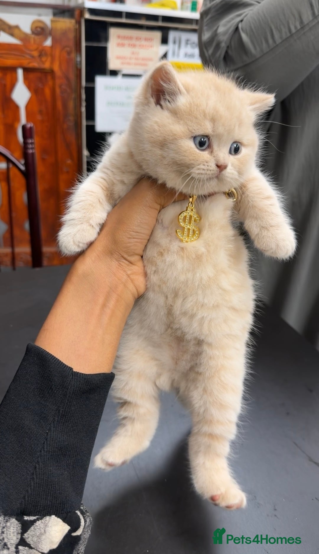 British Shorthair cats for sale: 1 Cream kitten  - Image 1