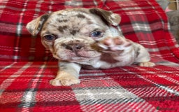 French Bulldog dogs for sale: QUALITY FRENCH BULLDOG PUPPIES - Advert 10