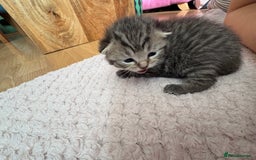 British Shorthair cats for sale: 6 Gorgeous British Shorthairs for sale  - Image 7