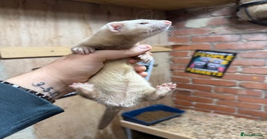 Ferret rodents - Advert 12