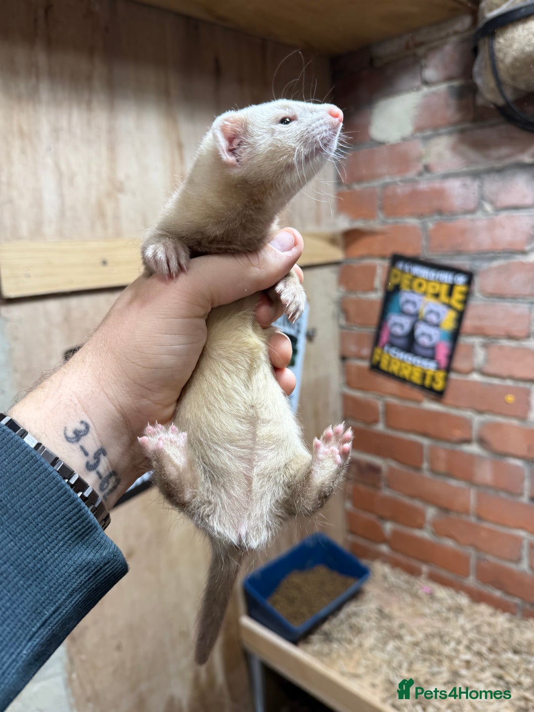 Ferret rodents for sale: Various Ferret Jills - Image 2