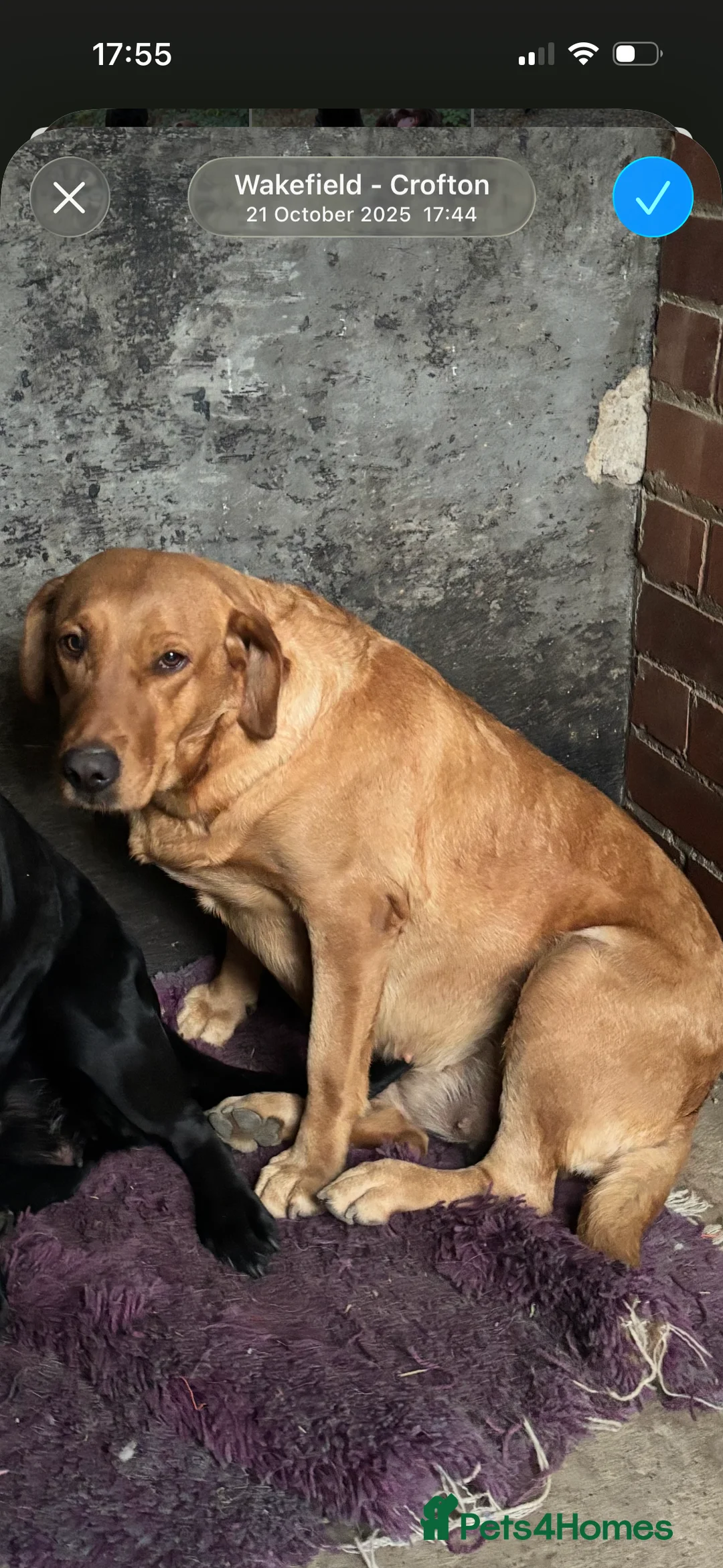 Labrador Retriever dogs for sale: Very chunky black Labrador puppies  in Wakefield - Advert 1