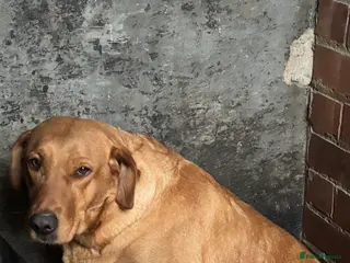 Labrador Retriever dogs Very chunky black Labrador puppies - Advert 7