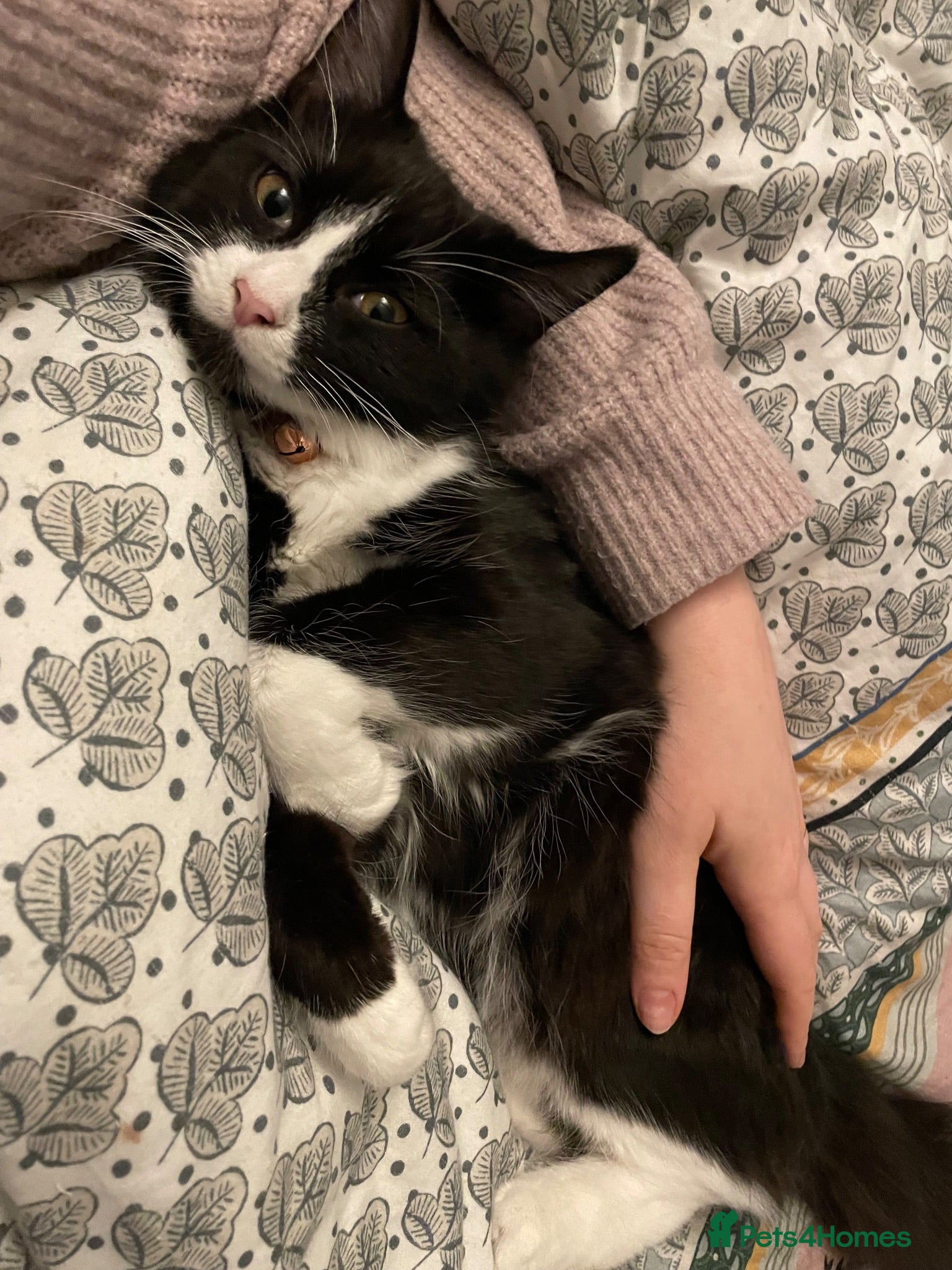 Mixed Breed cats Sweet Violet needs her forever home 💜❤️ - Advert 1