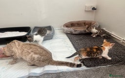 Bengal cats for sale: Bengal Calico kittens  - Image 19