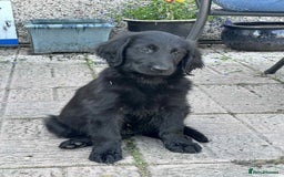 Flat coated Retriever dogs for sale: Black Flatcoat retriever puppies for sale  - Image 1