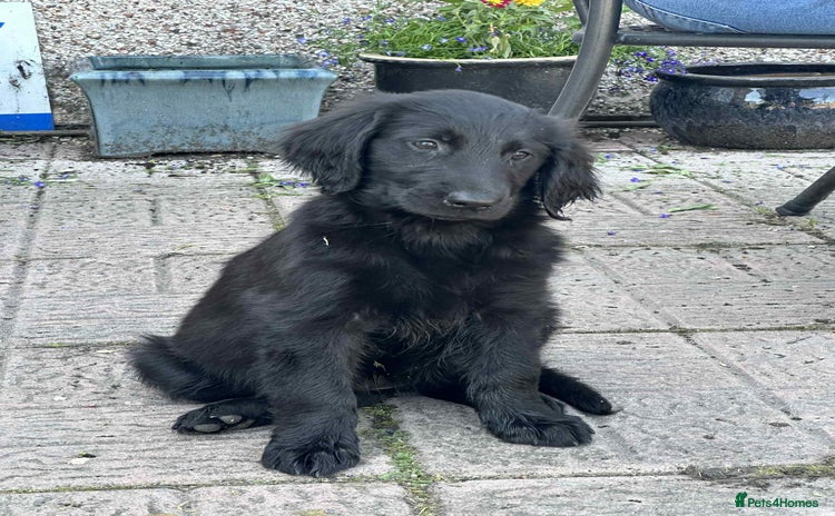 Flat coated Retriever dogs - Advert 1