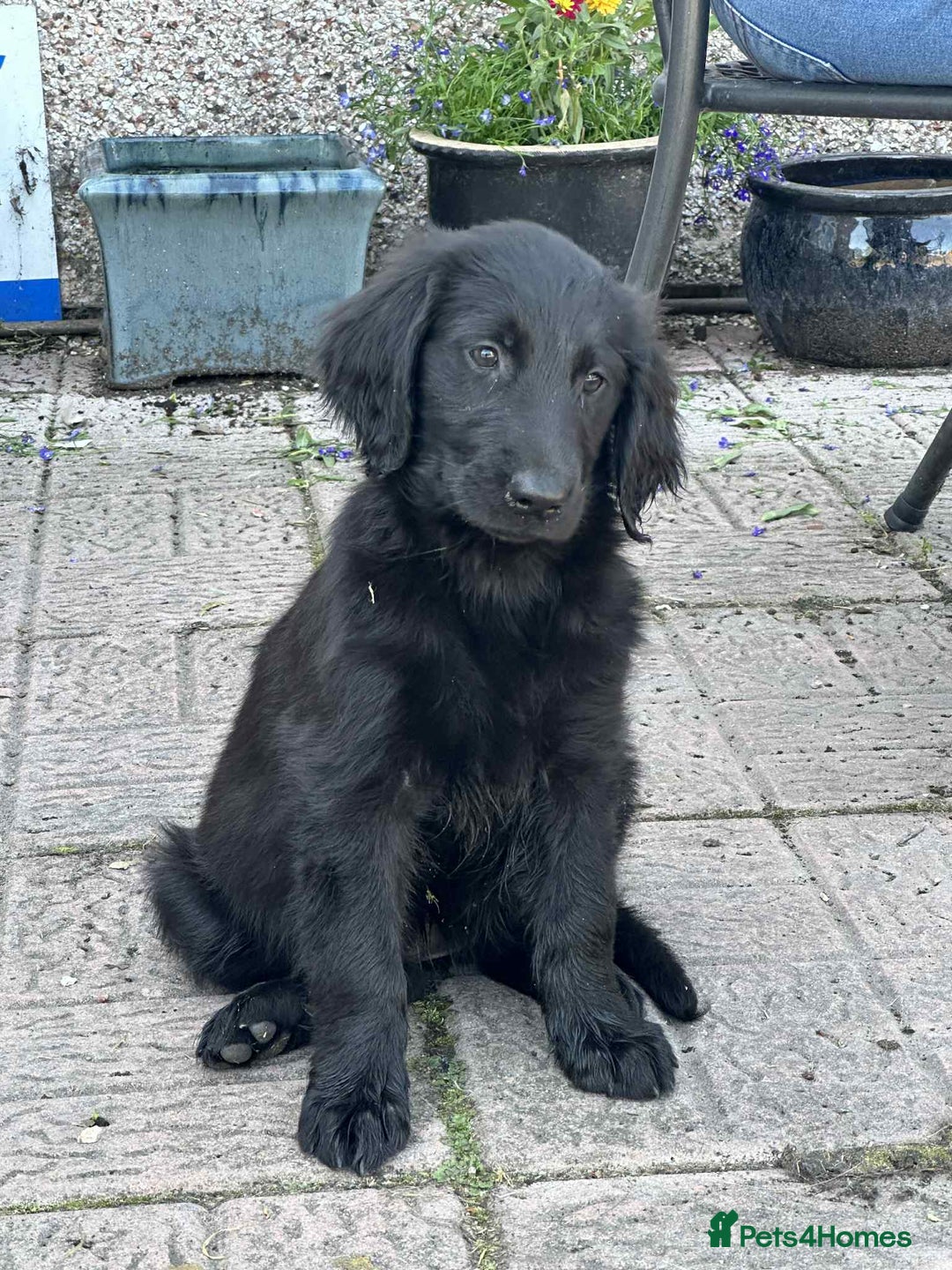 Flat coated Retriever dogs for sale: Black Flatcoat retriever puppies for sale  - Image 1