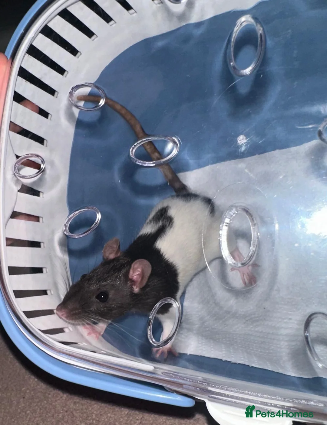 Rat rodents for sale: Female rat needs a home in Uxbridge - Advert 3