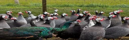 Guinea Fowl poultry for sale: Guineafowl & Peafowl in Romsey - Advert 1