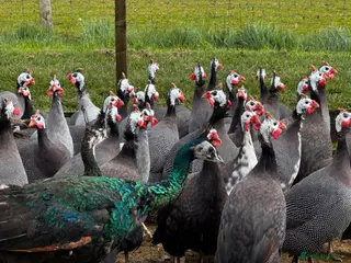 Guinea Fowl poultry for sale: Guineafowl & Peafowl - Advert 1