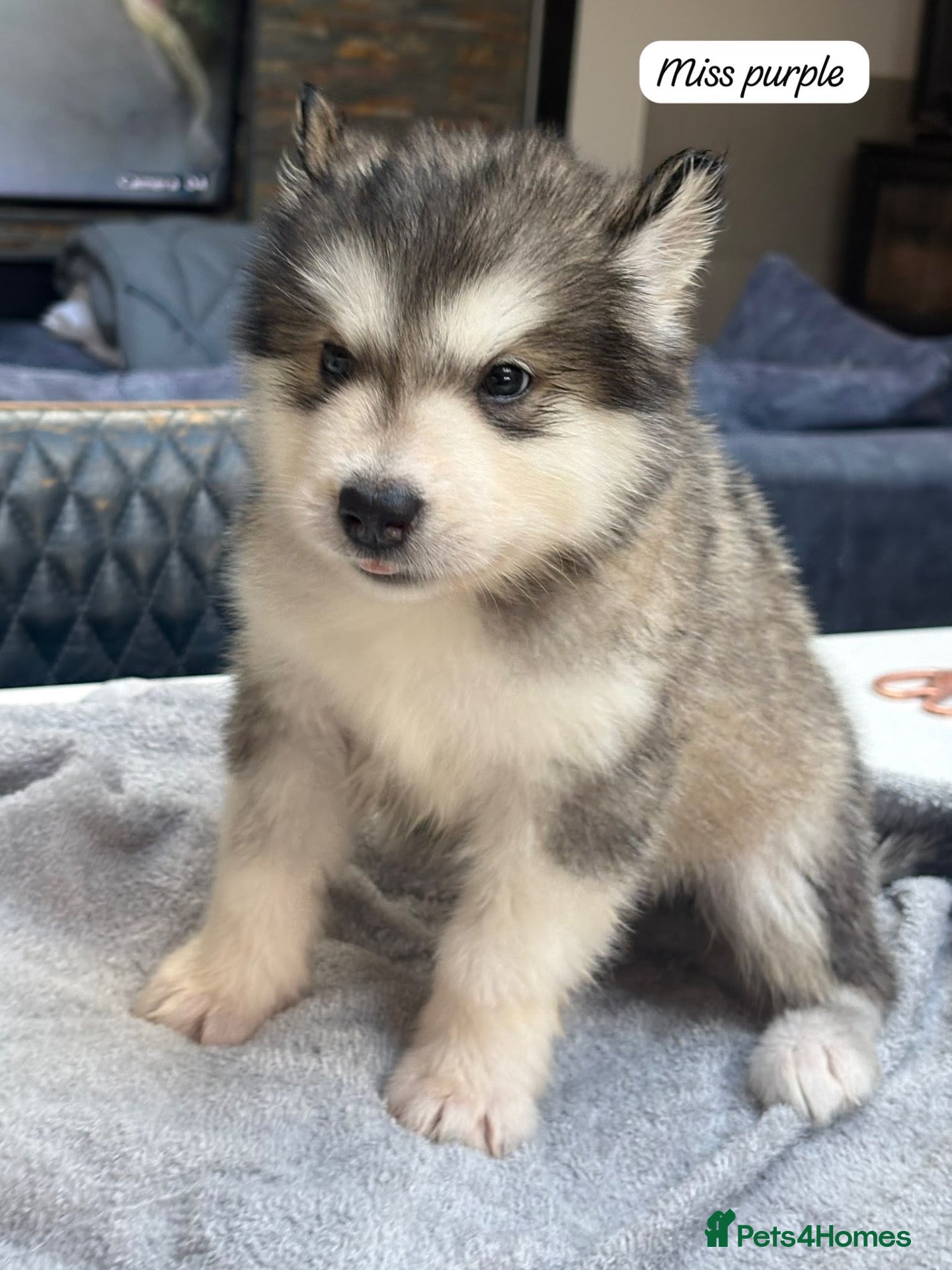 Alaskan Malamute dogs Behaviourist Raised Malamute Champion Line Pups  - Advert 2