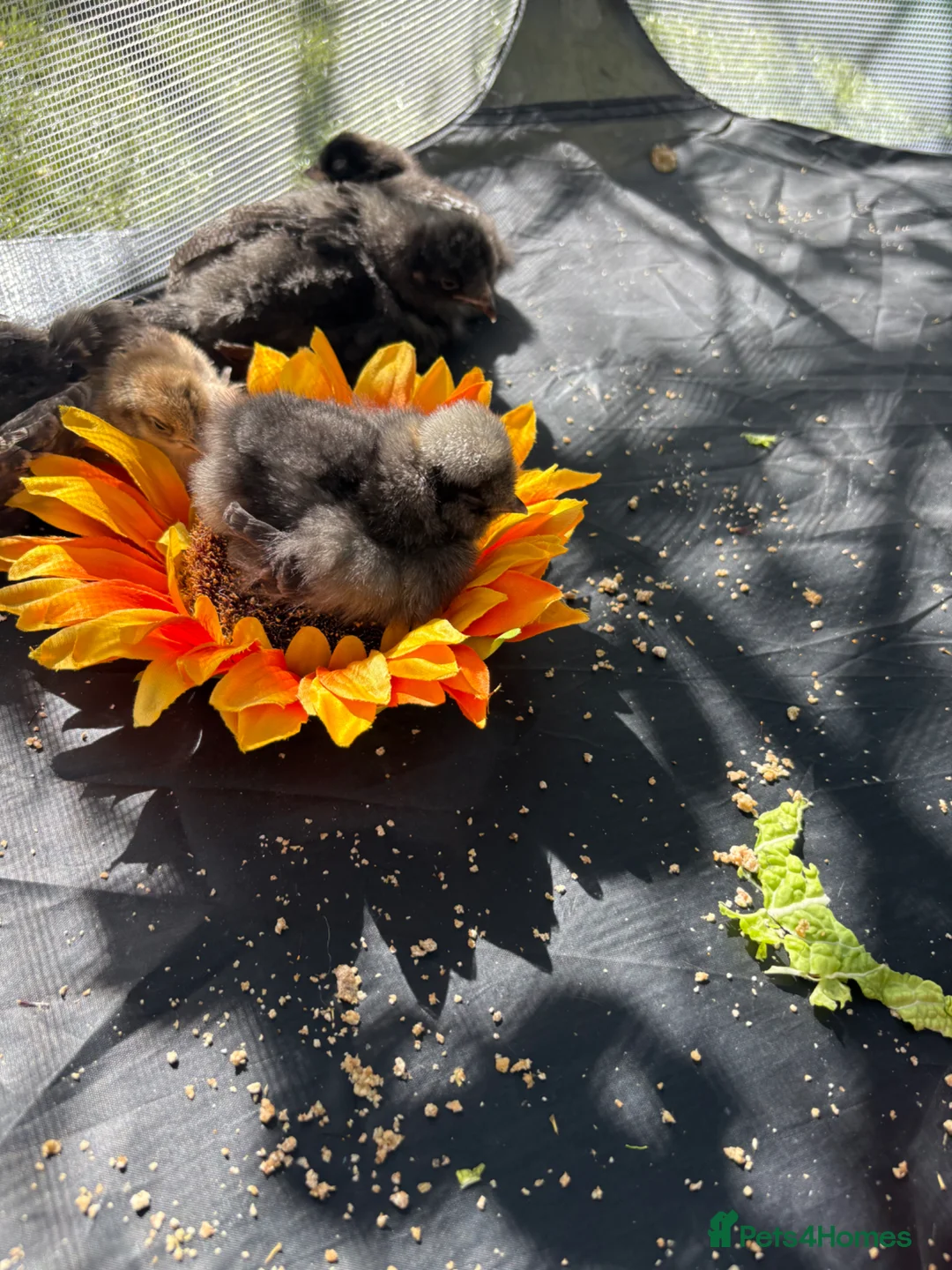 Chickens poultry for sale: Chicks for sale - Advert 2