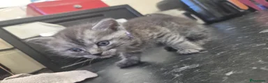 Gray Striped Kitten 2