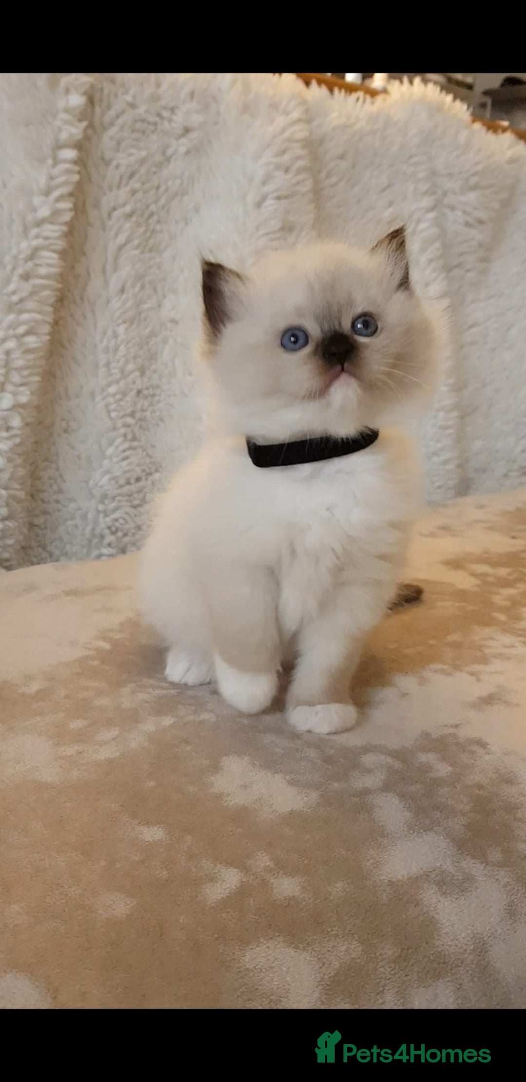Ragdoll cats for sale: Exceptional Bloodlines Ragdoll kittens  - Advert 4