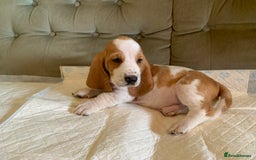 Basset Hound dogs for sale: Basset Hound Puppies - Image 15