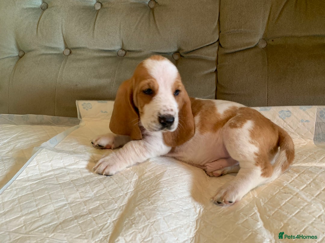 Basset Hound dogs for sale: Basset Hound Puppies - Image 15