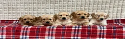 Golden Retriever dogs for sale: GORGEOUS GOLDEN RETRIEVER PUPPIES  in Carmarthen - Advert 17