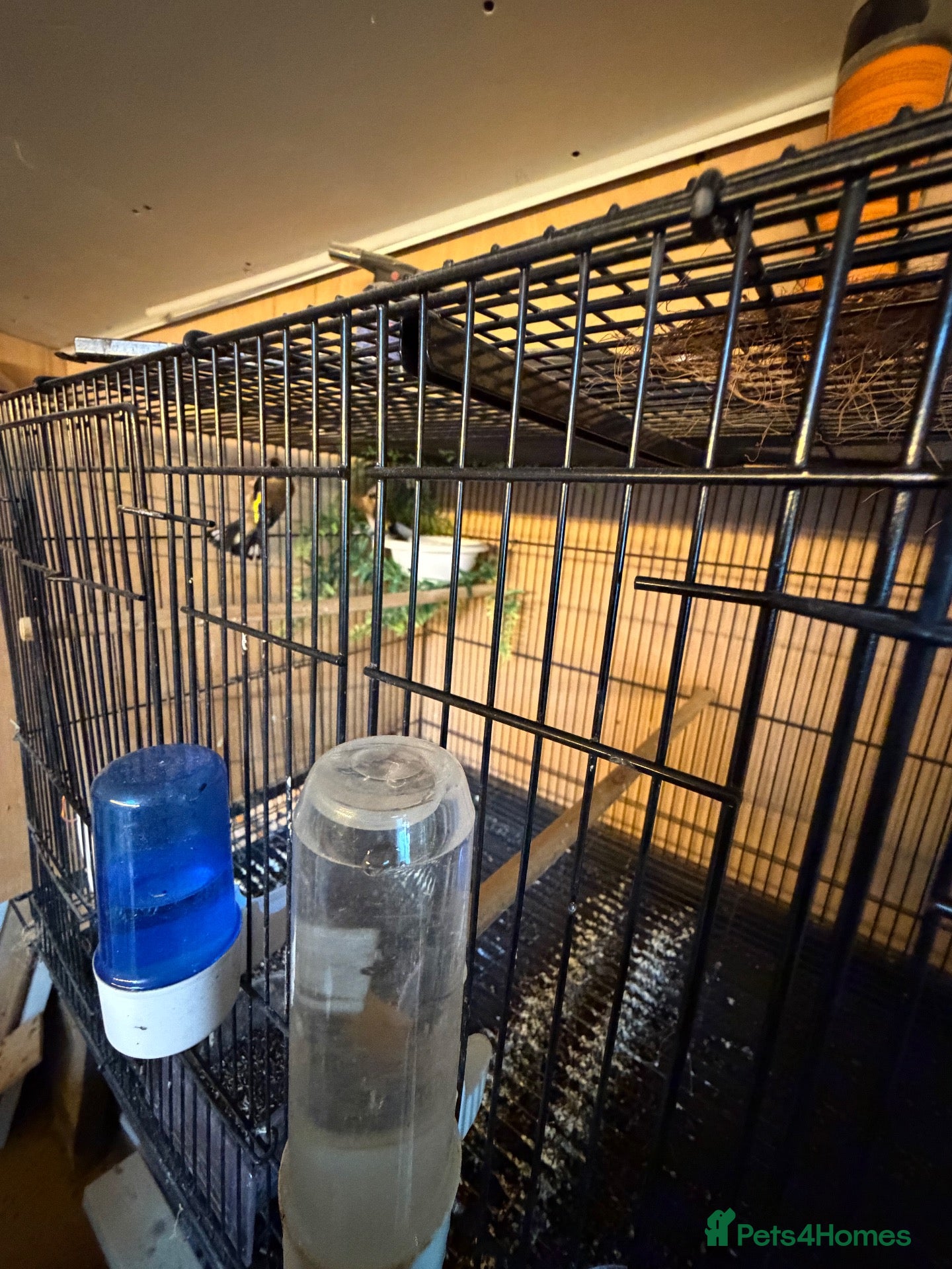 Finches birds for sale: Two female of goldfinches 2026 - Advert 1