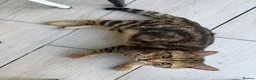 Mixed Breed cats for sale: Tabby kitten for sale  - Advert 5