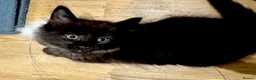 Maine Coon cats for sale: Absolutely gorgeous Maine Coon cross Kittens - Advert 31