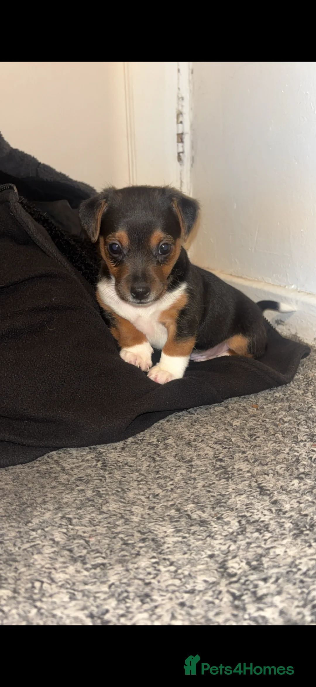 Jack Russell dogs for sale: Miniature jack Russell  - Advert 1