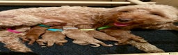 Cockapoo dogs for sale: Beautiful F2 Cockapoos - 5 boys left  - Advert 15