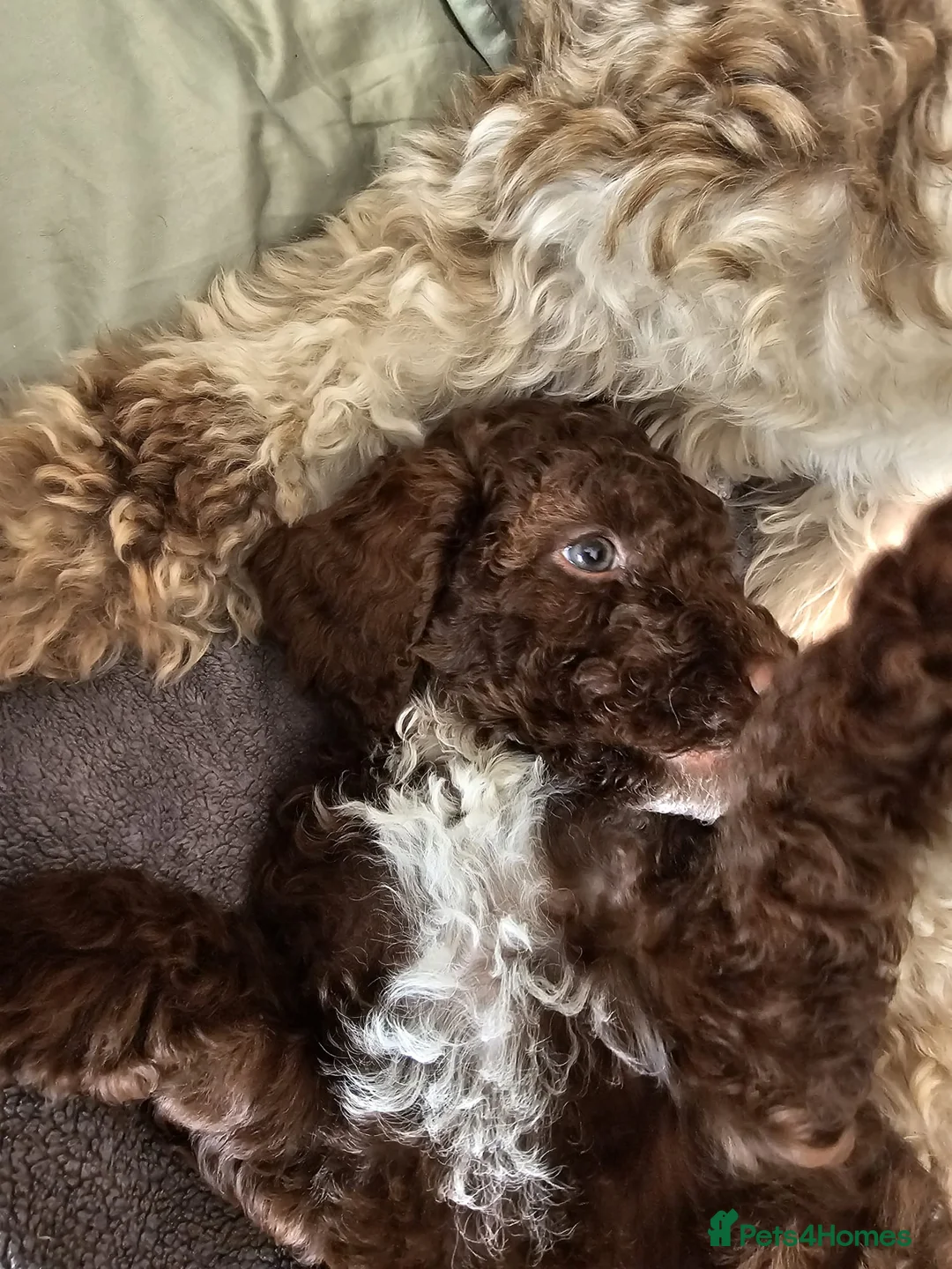 Cockapoo dogs for sale: 2 x Beautiful cockapoo puppies for sale  - Advert 15