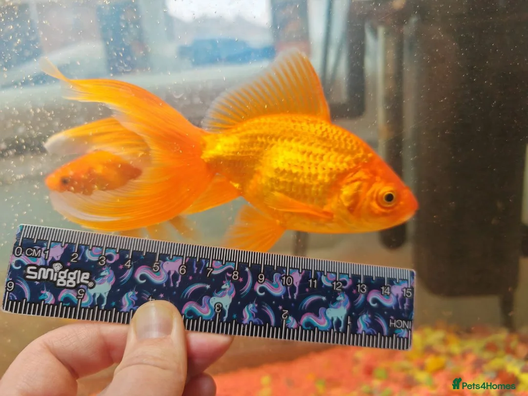 Goldfish fish for sale: Goldfish , Veiltail , Fancy, Telescope black in Glasgow - Advert 1