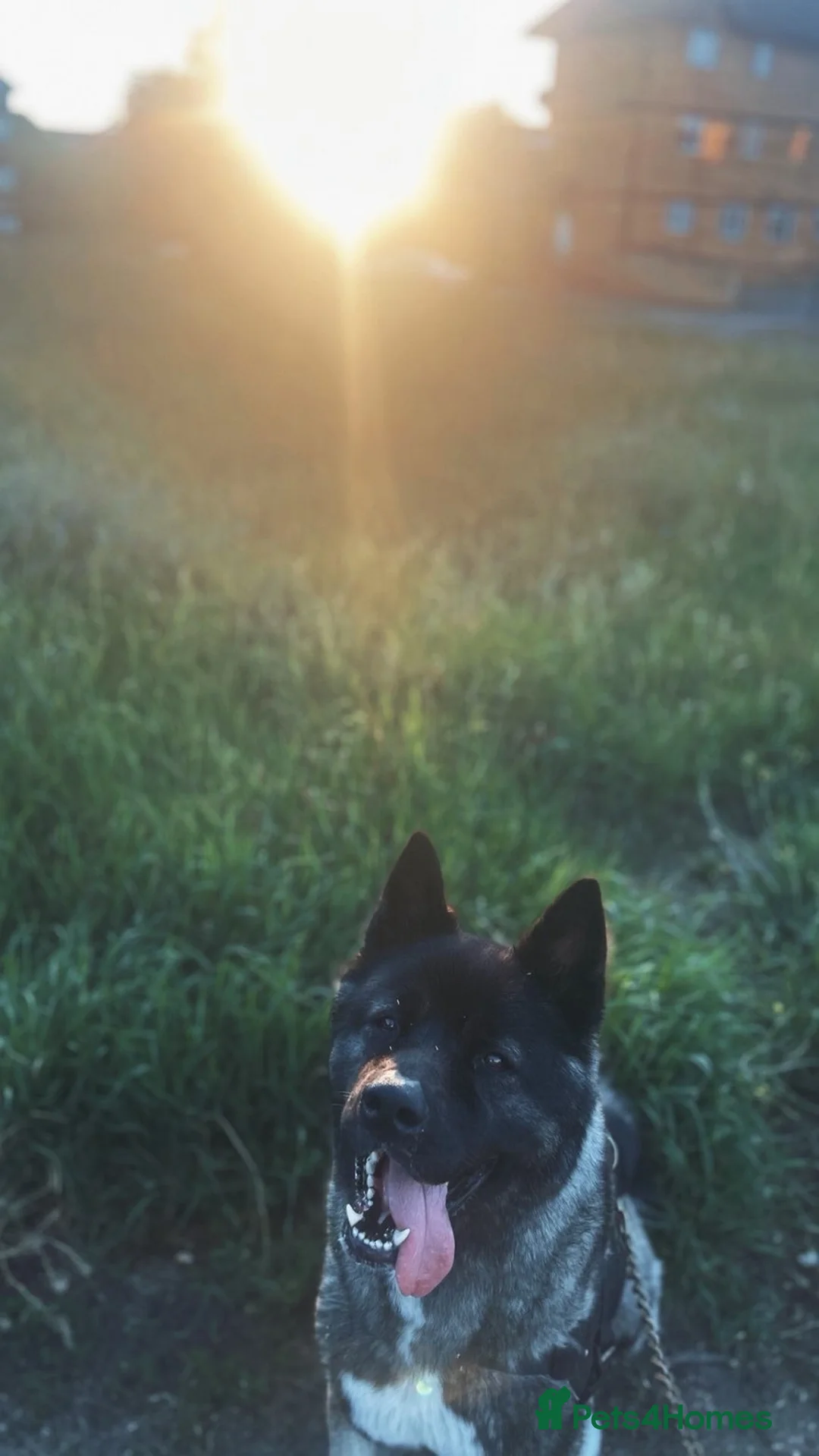 Akita dogs for sale: american akita for sale in Belvedere - Advert 1
