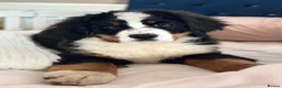 Bernese Mountain Dog dogs for sale: KC Registered Bernese Mountain Dog   - Advert 6