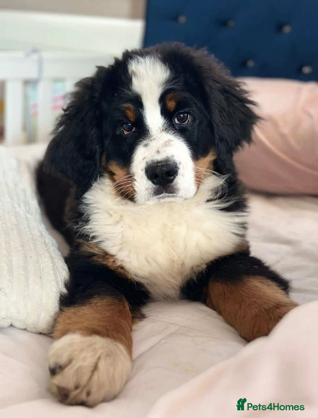 Bernese Mountain Dog dogs for sale: KC Registered Bernese Mountain Dog   - Advert 6
