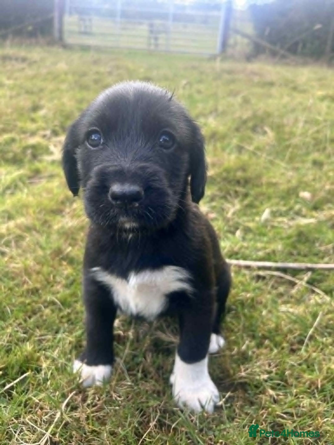 Mixed Breed dogs for sale: Cocker Spaniel Mix Breed pups near Totnes - Image 3