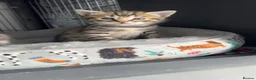 Bengal cats for sale: beautiful litter ready to leave 21st may - Advert 10