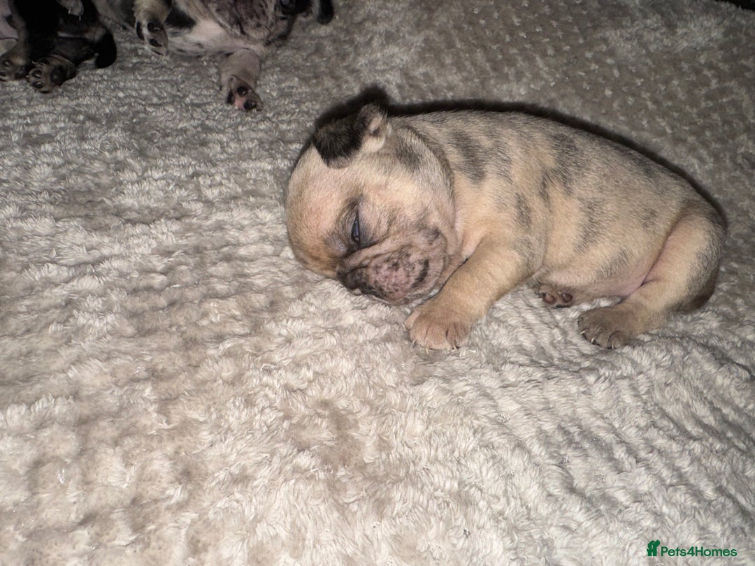 Frug dogs for sale: Pug/frenchie  - Advert 9
