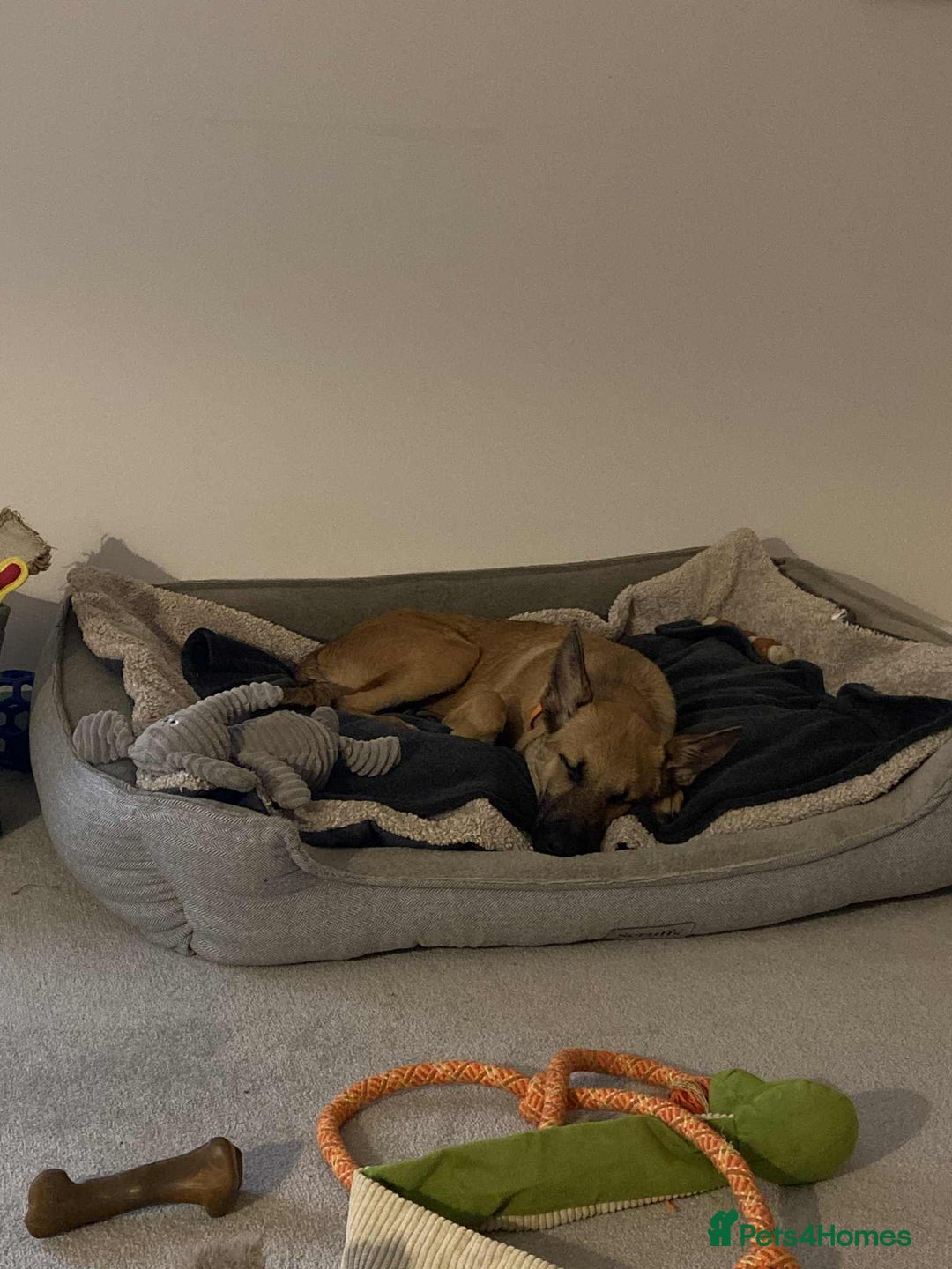 Mixed Breed dogs for adoption: Arnie is looking for the best home  - Image 7