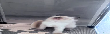 Ragdoll 4