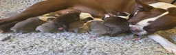 Boston Terrier dogs for sale: 🌸 Blossom's Beautiful Bostons 🌸  - Advert 31