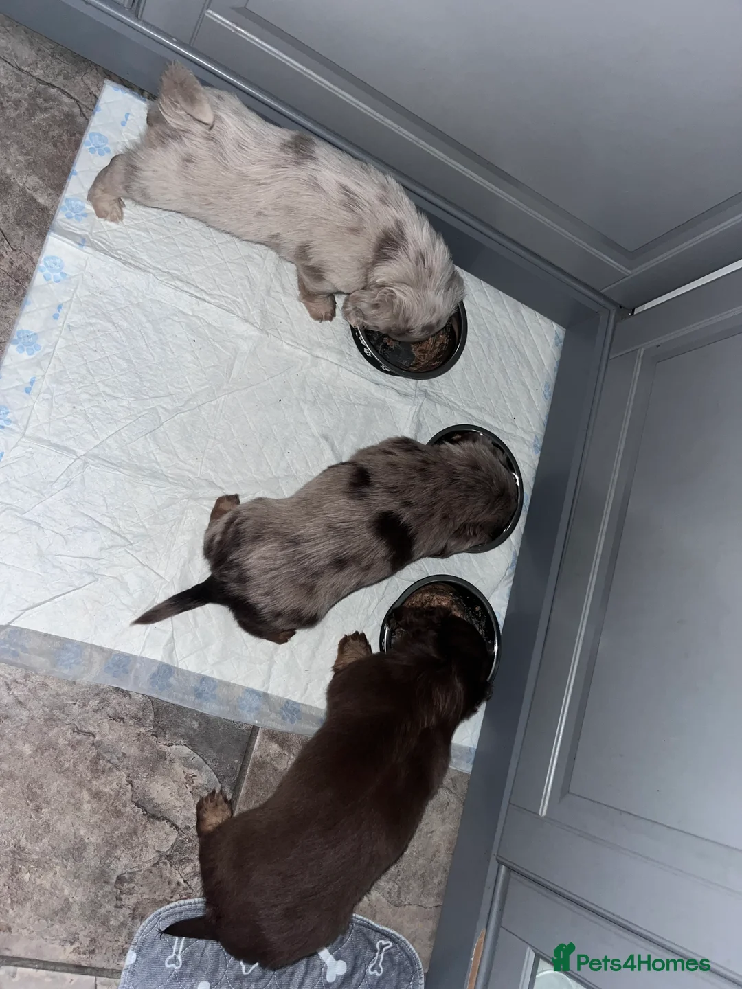 Miniature Dachshund dogs for sale: KC Miniature longhaired dachshunds for sale  - Advert 2
