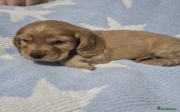 Cocker Spaniel dogs for sale: Health Tested Cocker spaniel puppies  - Advert 14