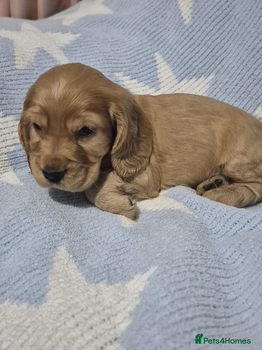 Cocker Spaniel dogs for sale: Health Tested Cocker spaniel puppies  - Advert 14