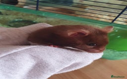 Hamster rodents for sale: 'Oreo' Syrian Hamster + Home/Accessories  - Image 11