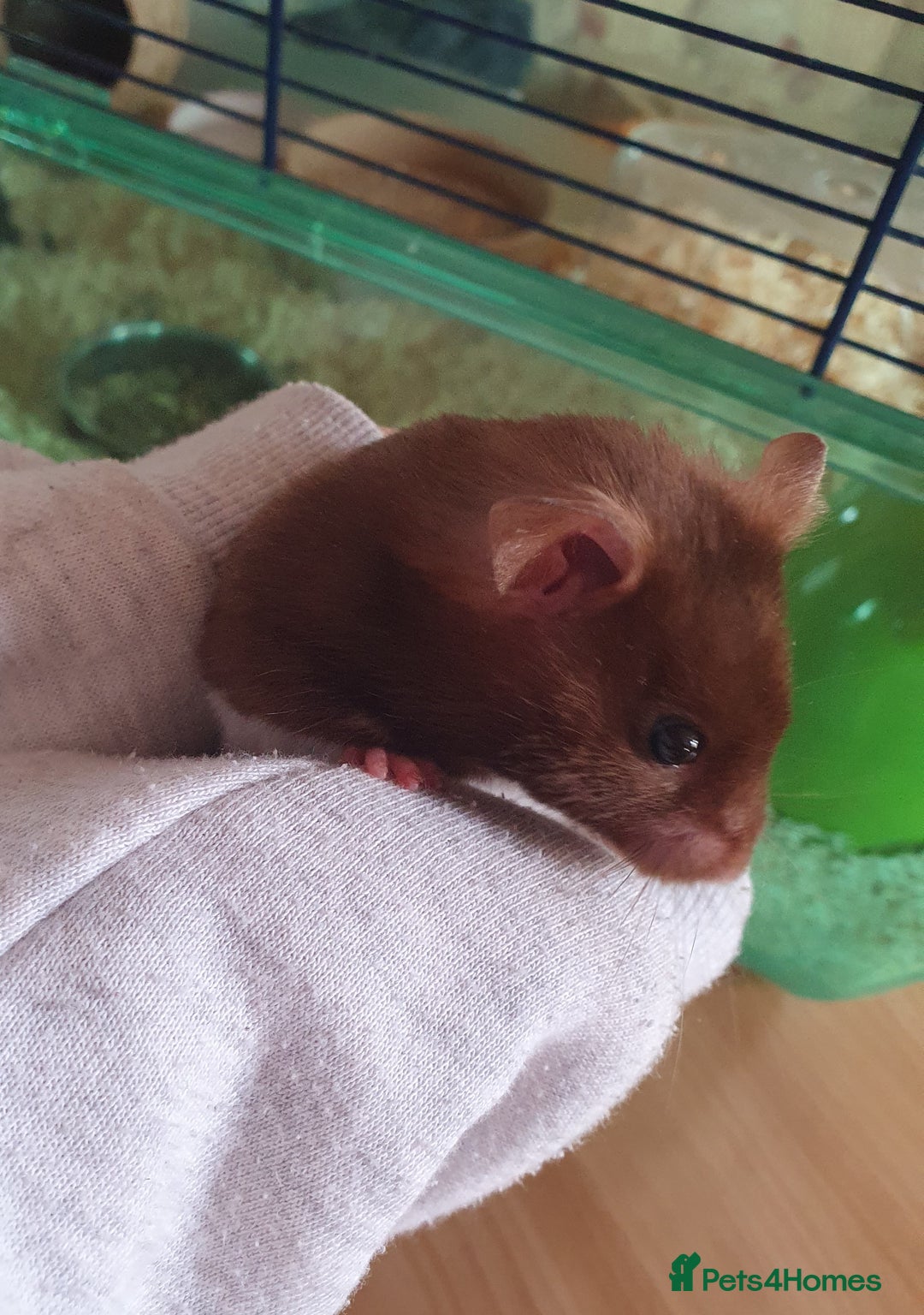 Hamster rodents for sale: 'Oreo' Syrian Hamster + Home/Accessories  - Image 11