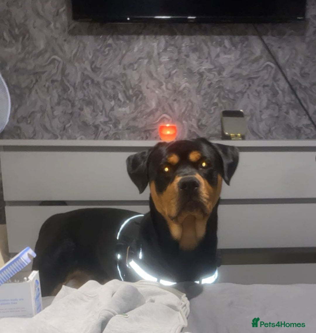 Rottweiler dogs for stud: Bruce the Rottweiler  - Image 9