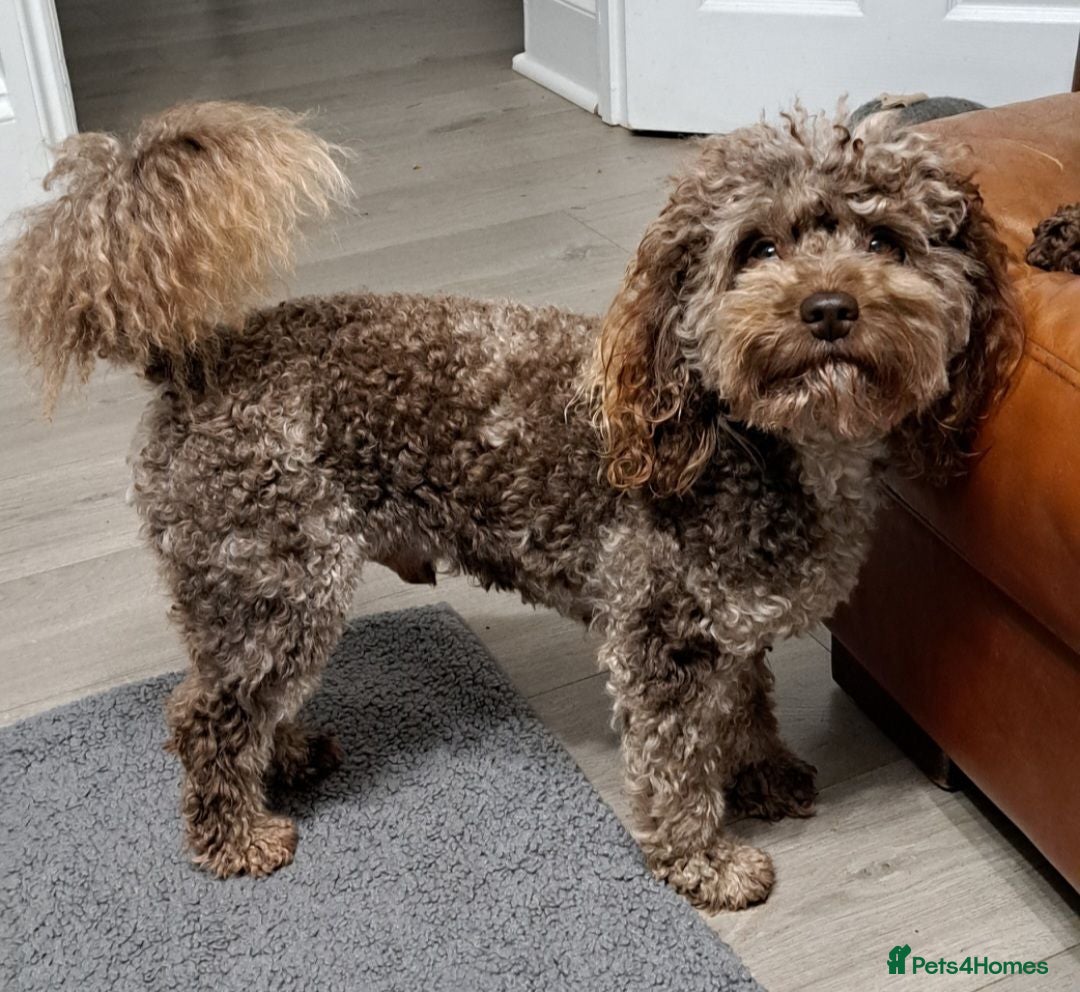Toy Poodle dogs Cockapoo stud chocolate merle  - Advert 5