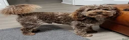 Toy Poodle dogs for stud: Cockapoo stud chocolate merle  - Advert 1