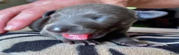 Whippet dogs for sale: KC Reg blue whippet puppies in Ledbury - Advert 33