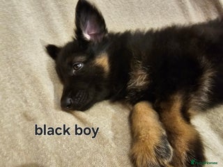 German Shepherd dogs - Advert 24