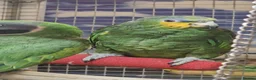 Parrots birds for sale: PARROTS/AMAZONS/PARAKEETS  - Advert 12